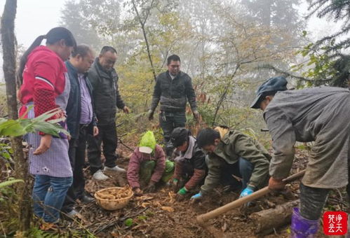 德江天麻迎來豐收季