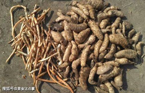 這就是珍貴的 野生天麻 ,請(qǐng)記住它的樣子,山中遇見,不要錯(cuò)過