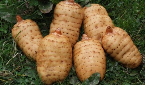 新鮮天麻哪里產