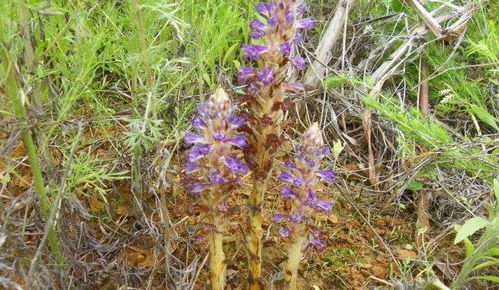 這植物,開花不長葉,神似天麻,價(jià)值比天麻大,遇見是你福氣 網(wǎng)易訂閱