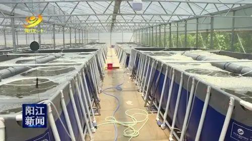 廣東省陽江市三階段跑道式養(yǎng)蝦 節(jié)水70 一年可養(yǎng)7 8造 1m3水出