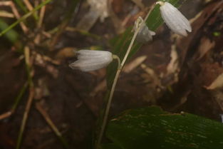 緬北又一植物新種 葡萄天麻